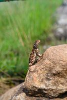 Neugieriger Gecko