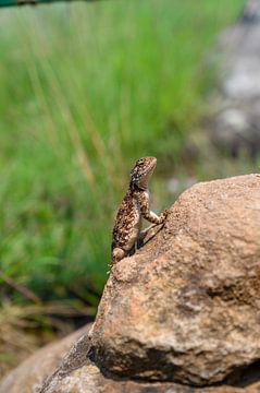 Curious Gecko van Melanie van der Rijt