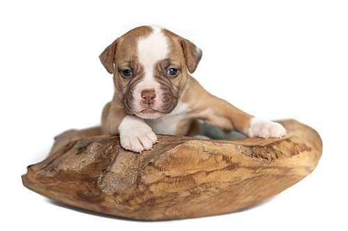 American bulldog puppy