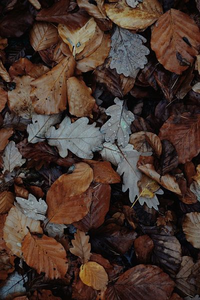 Autumn Vibes by Hello Pompoyo