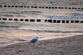 Seagulls on the beach at the Baltic Sea. by Martin Köbsch