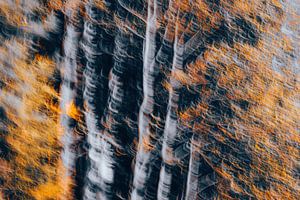Automne doré