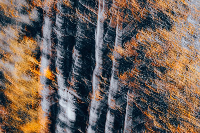 Goldener Herbst von Yanuschka | Fotografie Noordwijk