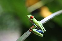 Boomkikker in Costa Rica