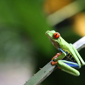 Red-eyed tree frog in Costa Rica von Tim Kolbrink