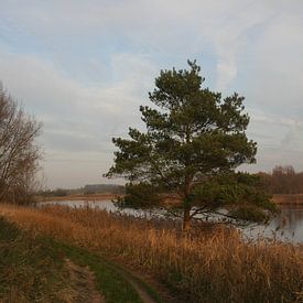 Boom met riet eromheen van Robin van Tilborg