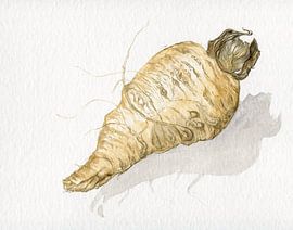 Parsnip by sarah Loecker