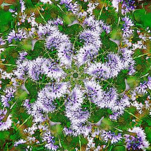 Mentha Aquatica