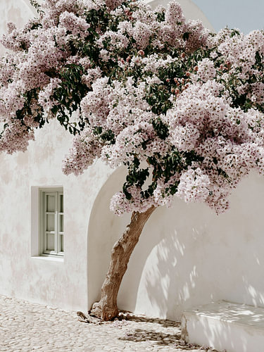 Arbre en fleurs contre un mur blanc – Art méditerranéen