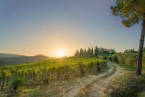Weinberge und eine Landstraße in der Landschaft von San Gimignano bei