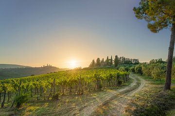 Vineyards and a country road in the San Gimignano countryside at by Stefano Orazzini