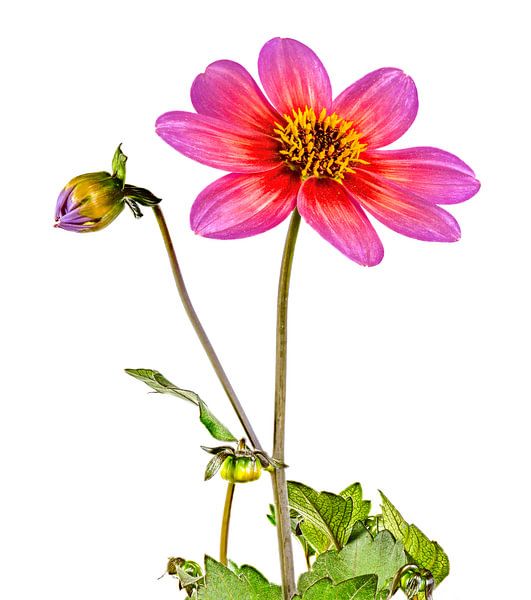 Roze Dahlia bloem op witte achtergrond van ManfredFotos