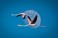 Flamingos, Camargue, Frankreich