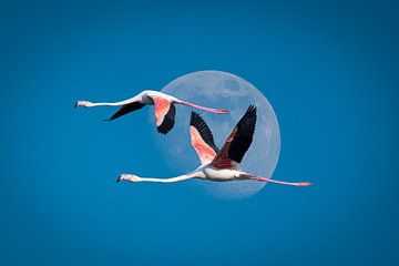 Flamingo's, Camargue, Frankrijk van Bart Claes Photography