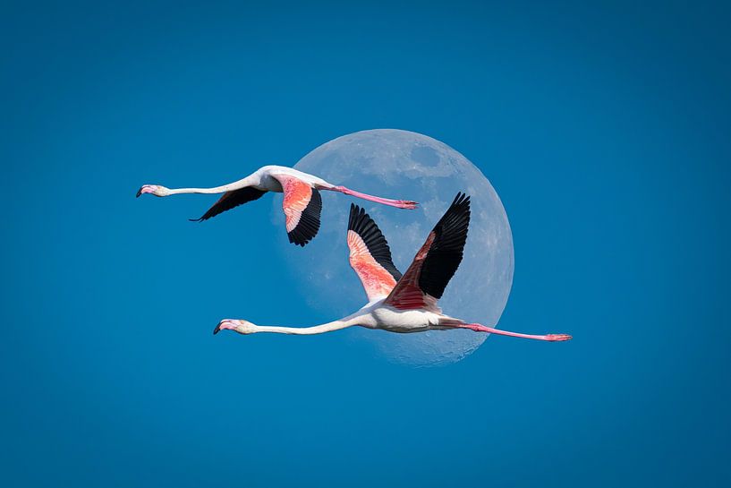 Flamingos, Camargue, France by Bart Claes Photography