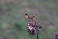 Papillon sur fleur séchée 2