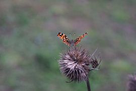 Butterfly on dried flower 2 by Timothy Smits