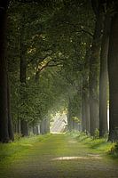 tree lane