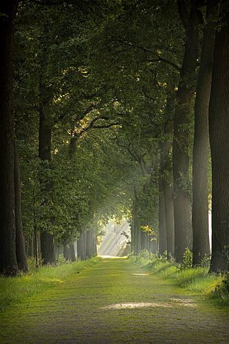allée d'arbres