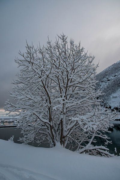 Snowy tree by Merijn Loch