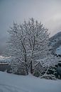 Schneebedeckter Baum von Merijn Loch Miniaturansicht
