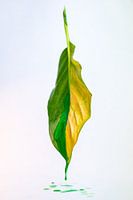 Losing colour