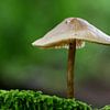 Freestanding mushroom by Gerard de Zwaan