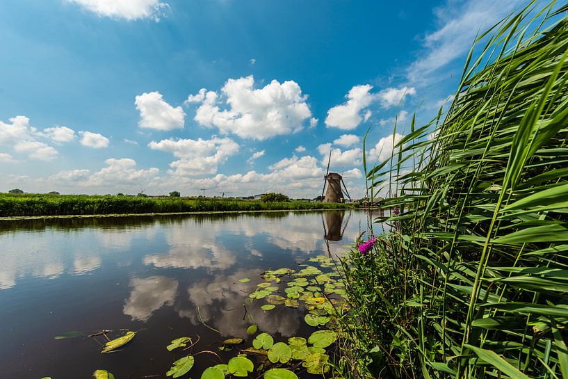 Windmills on the Kinderdijk by Brian Morgan
