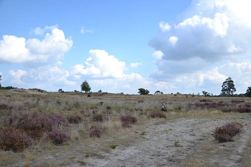 prachtige Brabantse heide