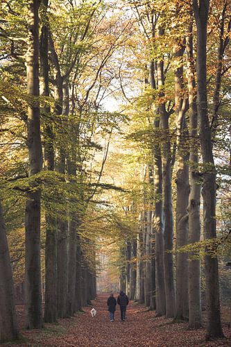 Bospad wandelaars