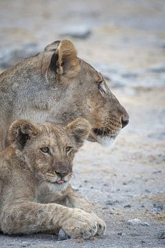 lions by Ed Dorrestein