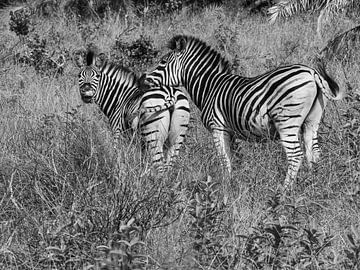 Zebra's in iSimangaliso wetland park van Charlotte Dirkse