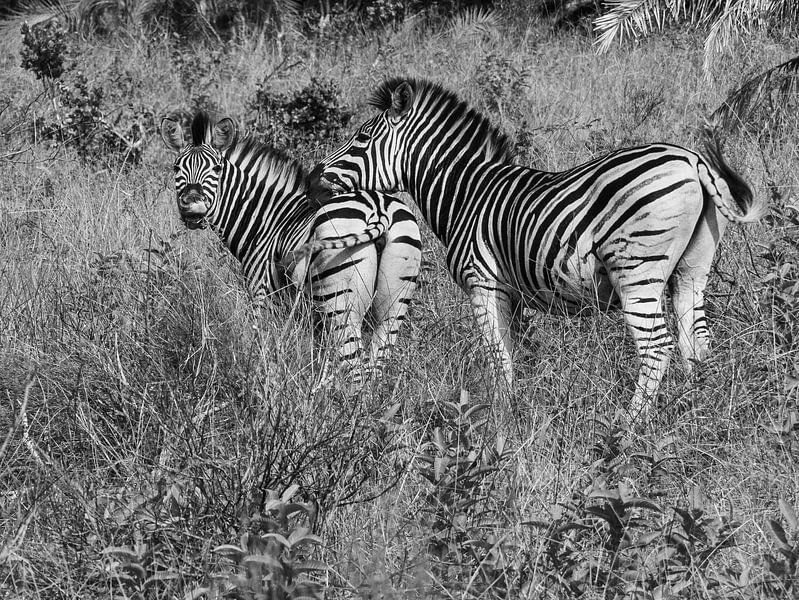 Zebra&#039;s im iSimangaliso-Feuchtgebietspark von Charlotte Dirkse