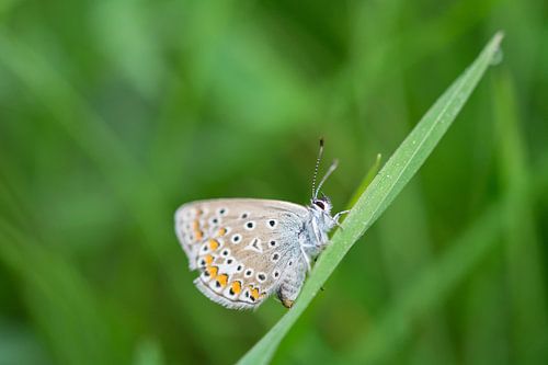Bläuling