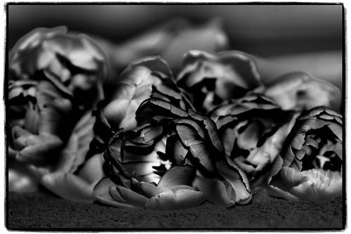 tulipes en noir et blanc