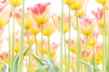 Rood/gele zachte tulpen in de lente. van Ron van der Stappen