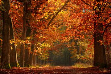L'automne aux Pays-Bas