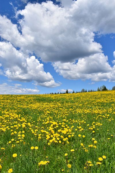 Un champ de pissenlit en fleur par Claude Laprise