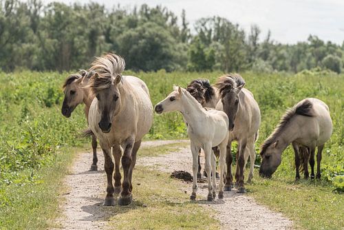 Kudde Konik paarden met veulen