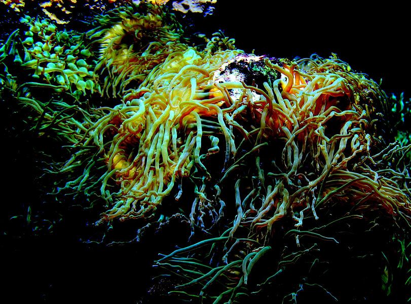 Koralle . von Jose Lok