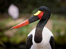 Cigogne à bec en selle