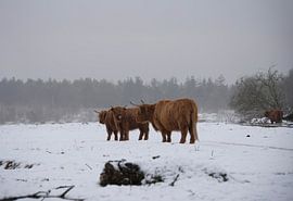Scottish Highlanders in the snow