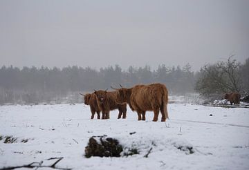 Schotse Hooglanders in de sneeuw... van Ans Bastiaanssen