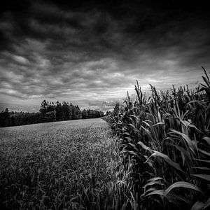 Between corn and maize sur Ruud Peters