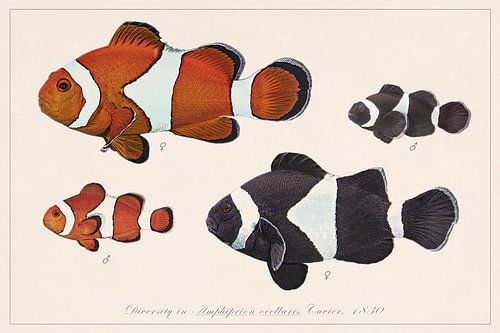 Amphiprion ocellaris "Nemo&quot ; diversité des poissons-clowns