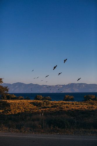 Vliegende vogels bij zonsondergang