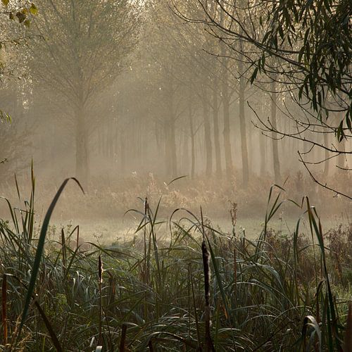 zonnestralen in de nevel van het bos