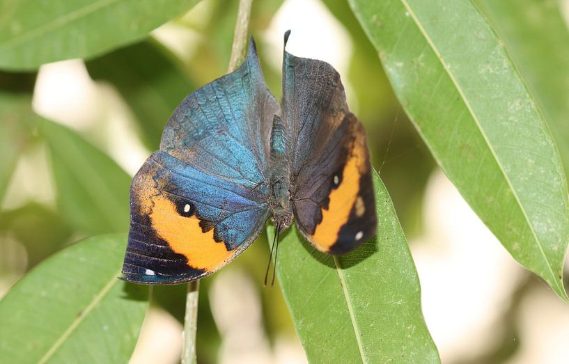 Indischer Blattschmetterling von Matthias Brix