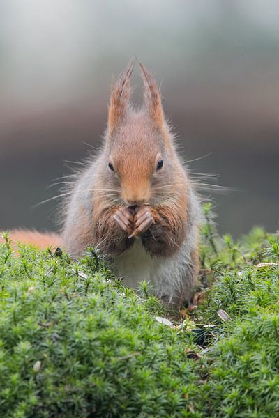 Ecureuil par Karin van Rooijen Fotografie