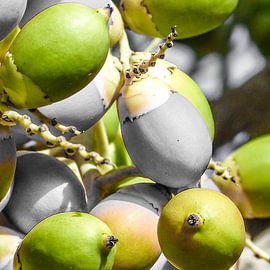 Manila Palm Groen by Inez Wijker